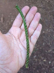 Araucaria