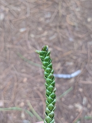 Araucaria