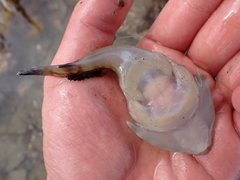 Diplocrepis puniceus