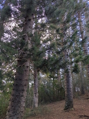 Araucaria