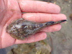 Diplocrepis puniceus