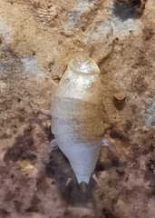 Atelurinae