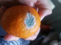 Penicillium italicum