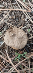 Lycoperdon