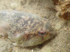 Diplocrepis puniceus