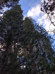 Araucaria