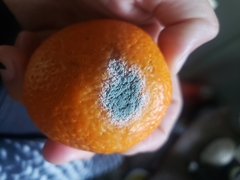 Penicillium italicum