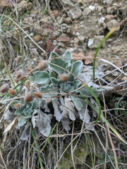 Matthiola odoratissima