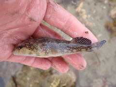 Diplocrepis puniceus