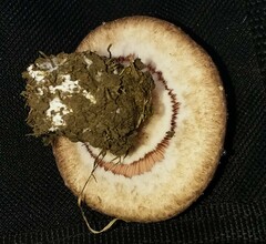 Agaricus porphyrocephalus