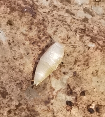 Atelurinae