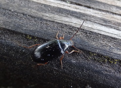 Gonodera luperus