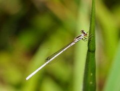 Agriocnemis argentea