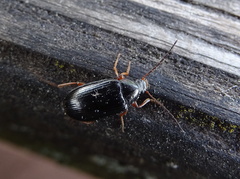 Gonodera luperus