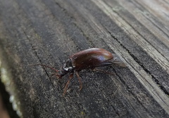 Gonodera luperus