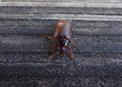 Gonodera luperus