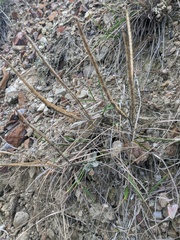 Matthiola odoratissima