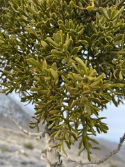 Phoradendron juniperinum