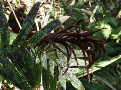 Blechnum novae-zelandiae