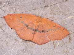 Cyclophora puppillaria