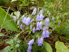 Campanula cespitosa
