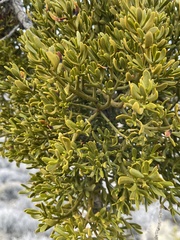 Phoradendron juniperinum