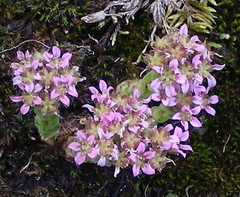 Prometheum pilosum