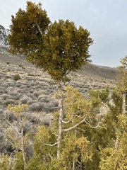 Phoradendron juniperinum