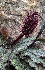 Eucomis vandermerwei