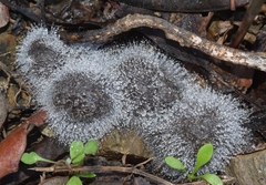 Spinellus fusiger