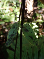 Blechnum novae-zelandiae