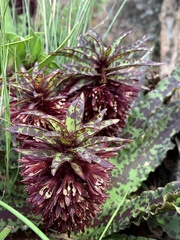 Eucomis vandermerwei