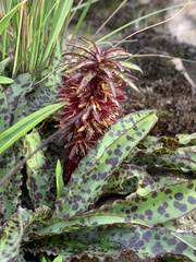 Eucomis vandermerwei