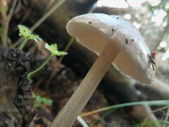 Pluteus