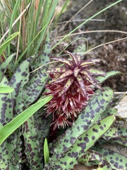 Eucomis vandermerwei
