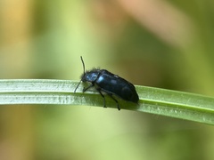 Artematopodidae