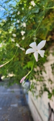 Jasminum