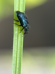 Artematopodidae