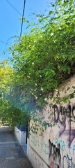 Jasminum