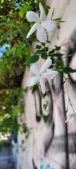 Jasminum