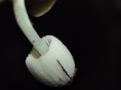 Coprinellus