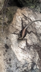 Tropidurus semitaeniatus