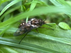 Pangoniinae