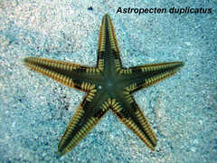 Astropecten duplicatus