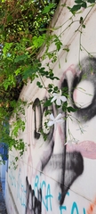 Jasminum