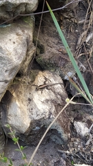 Tropidurus semitaeniatus