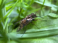 Pangoniinae
