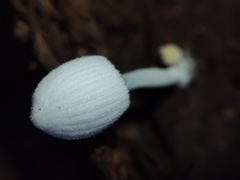 Coprinellus