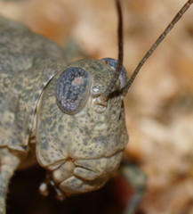 Sphingonotus erythropterus
