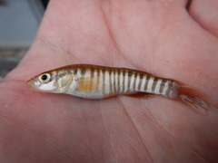 Fundulus zebrinus